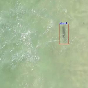 shark-spotting drones