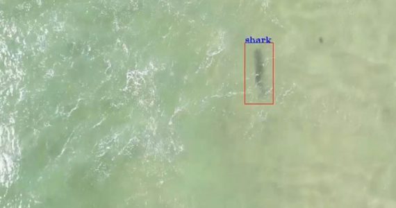shark-spotting drones