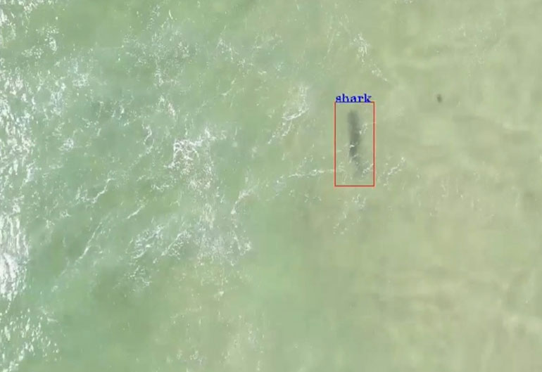 shark-spotting drones