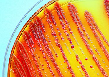 antibiotic resistant bacteria